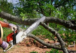 Best Tree and Shrub Care  in Galesville, MD