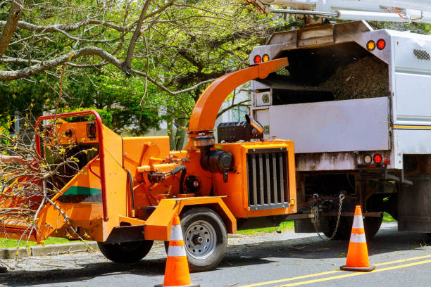 How Our Tree Care Process Works  in  Galesville, MD