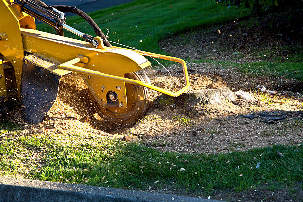 Best Hazardous Tree Removal  in Galesville, MD