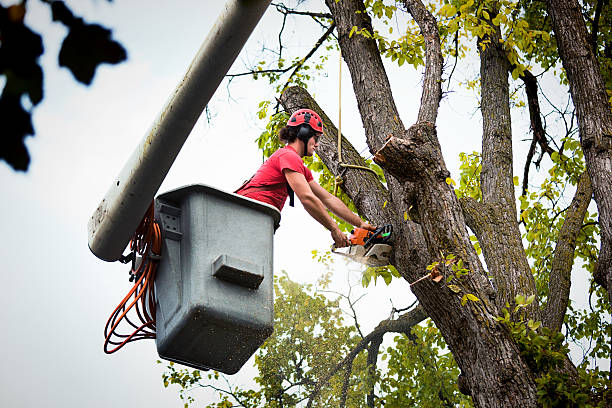 Best Tree Mulching  in Galesville, MD